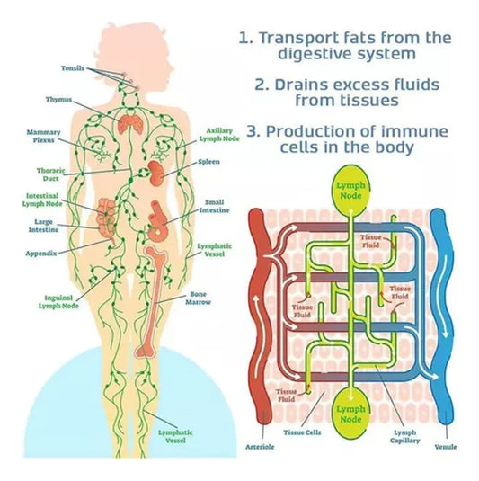 Corrector Postura Digital